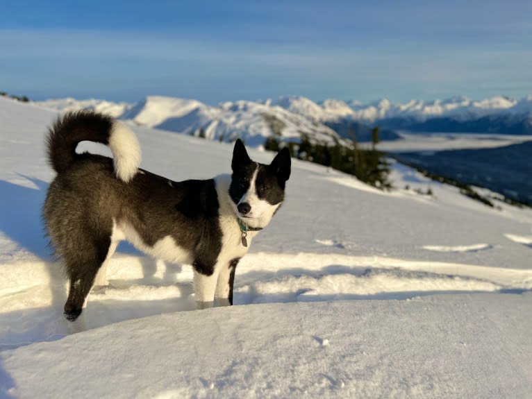 Tuli, a Karelian Bear Dog tested with EmbarkVet.com