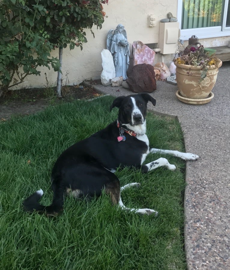 Boomer, an Australian Cattle Dog and Poodle (Standard) mix tested with EmbarkVet.com