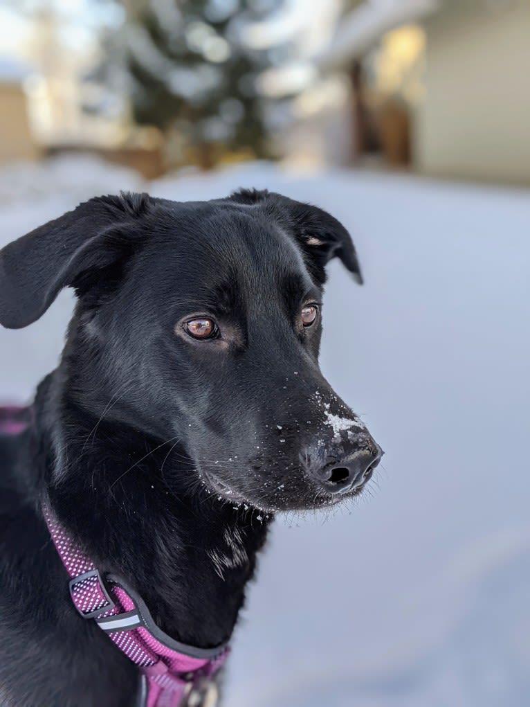 Kodiak, a German Shepherd Dog and Great Pyrenees mix tested with EmbarkVet.com