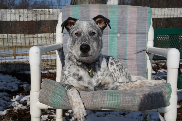 Banjo, an Australian Cattle Dog and Chow Chow mix tested with EmbarkVet.com