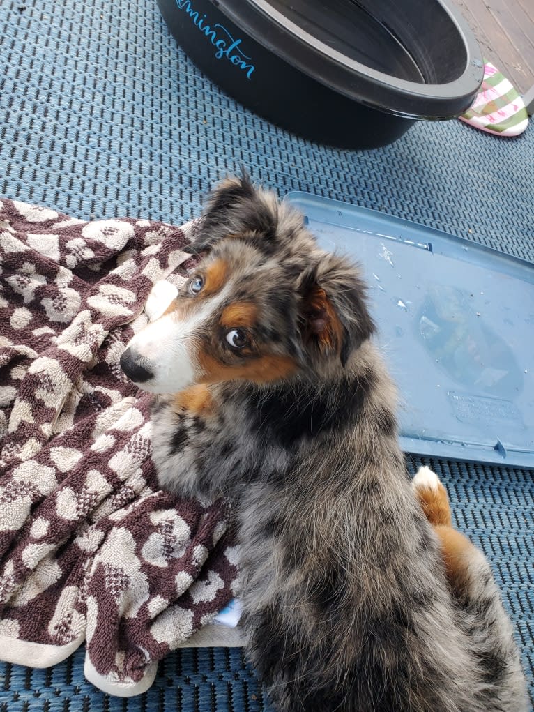 Remi, an Australian Shepherd and Border Collie mix tested with EmbarkVet.com