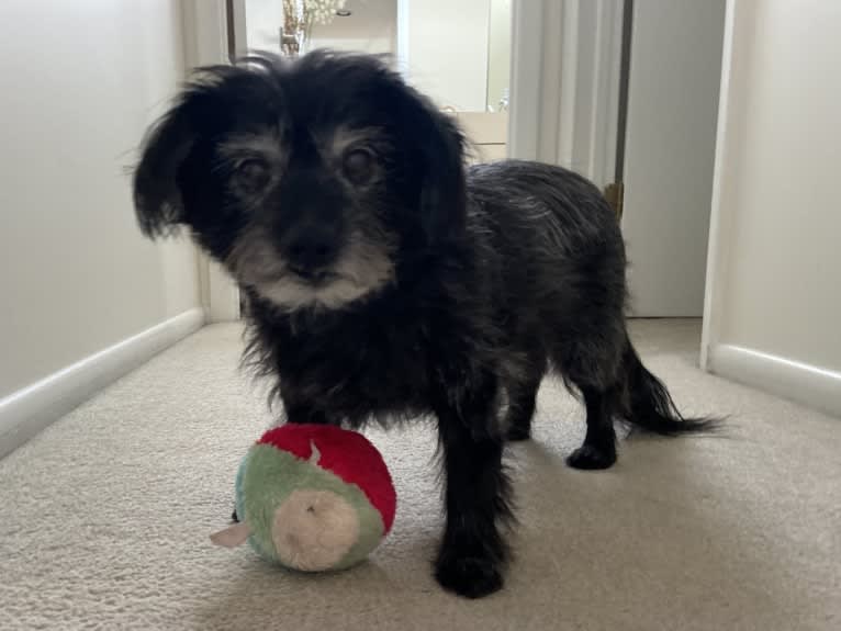 Brady, a Chihuahua and Poodle (Small) mix tested with EmbarkVet.com