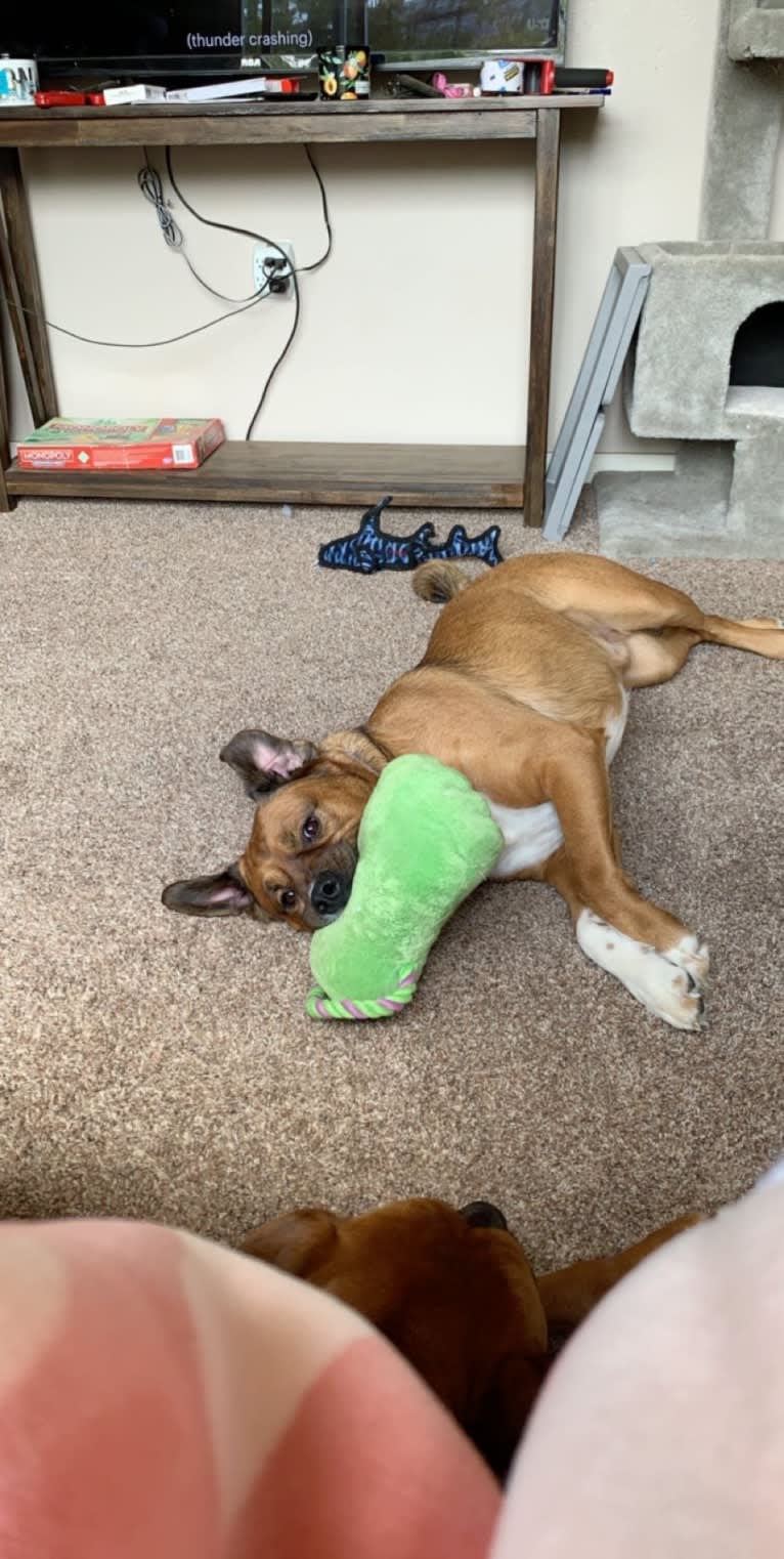 Roo, a Boxer and Australian Shepherd mix tested with EmbarkVet.com