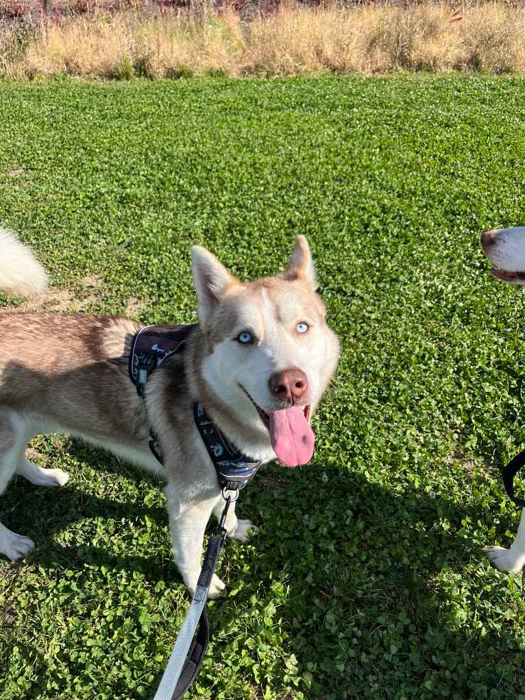 Azul, a Siberian Husky and Alaskan Malamute mix tested with EmbarkVet.com