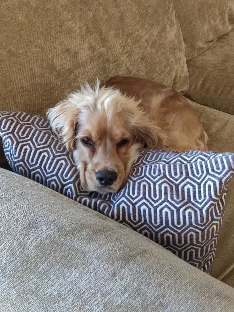 Linus, a Cocker Spaniel and English Cocker Spaniel mix tested with EmbarkVet.com