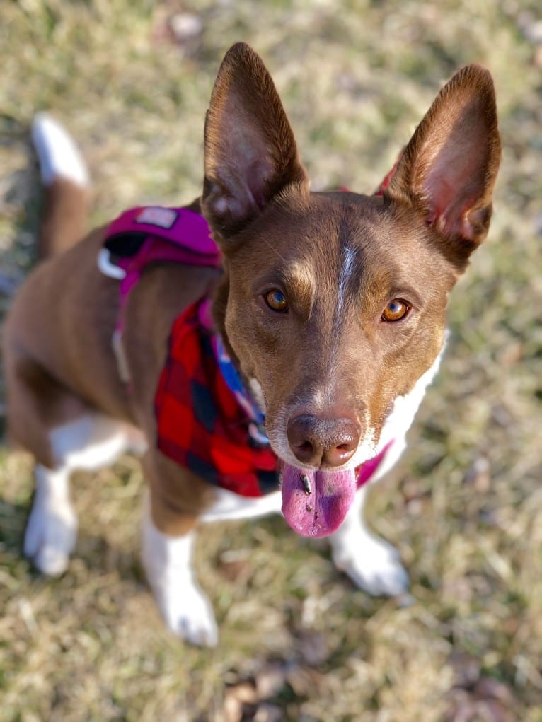 Gemini, a Border Collie and Australian Shepherd mix tested with EmbarkVet.com