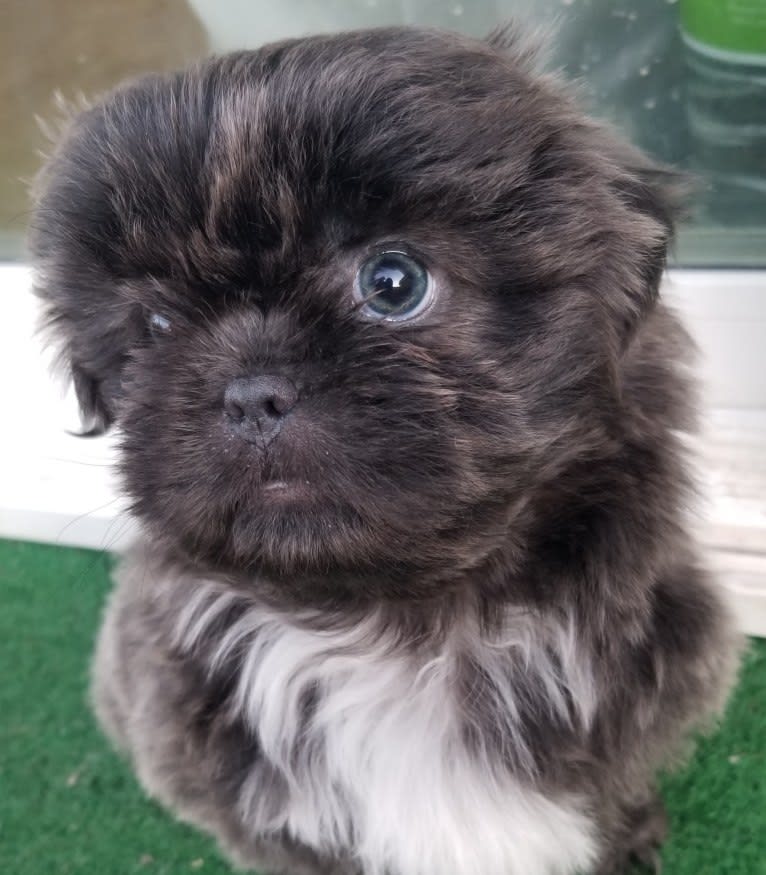 Morpheus, a Shih Tzu tested with EmbarkVet.com