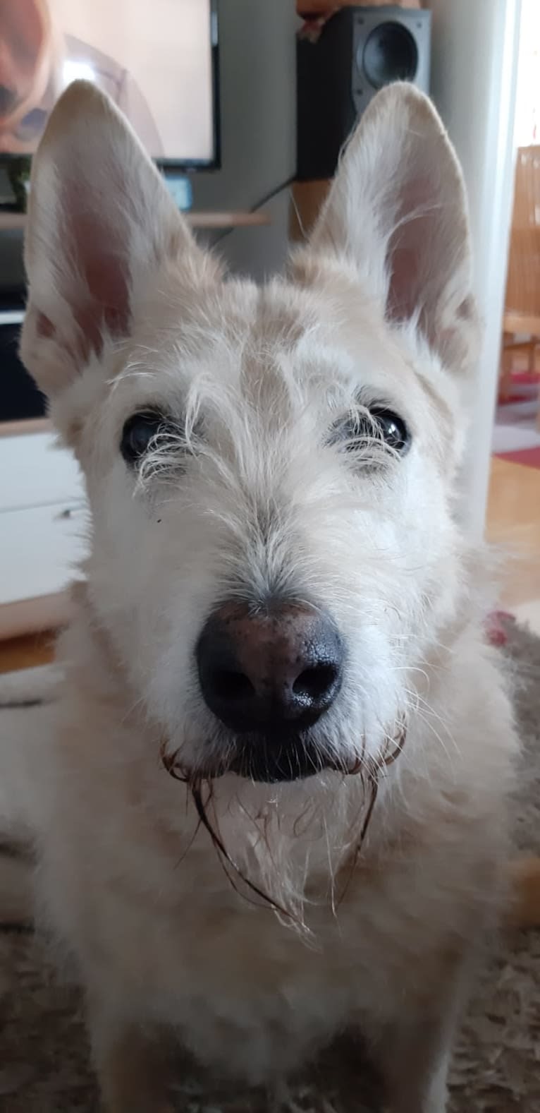 Severi, an Eastern European Village Dog tested with EmbarkVet.com