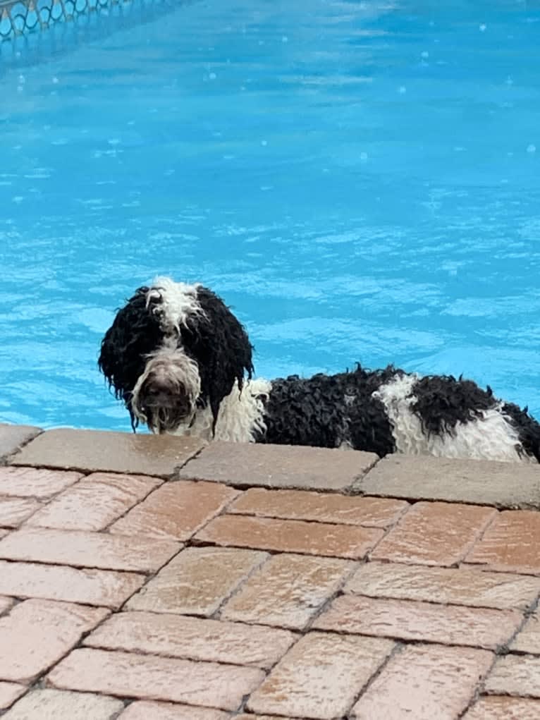 Charlie, a Poodle (Standard) tested with EmbarkVet.com