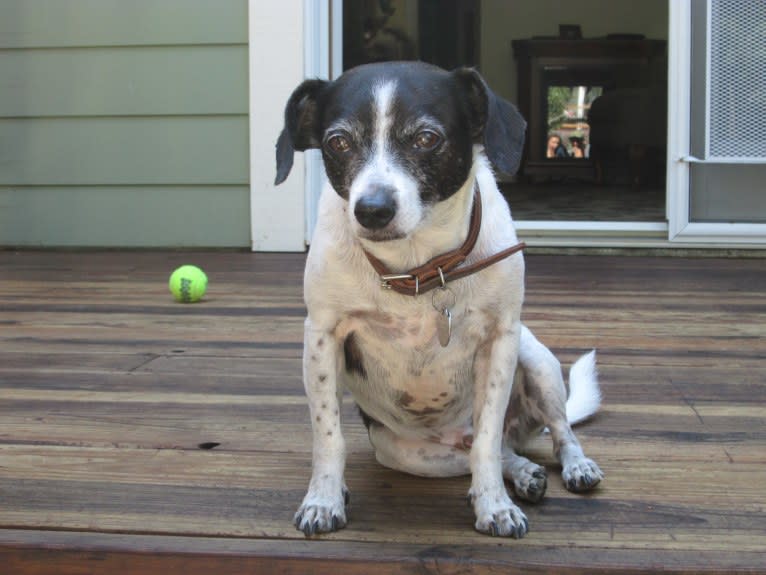 Scooter, a Chihuahua and Poodle (Small) mix tested with EmbarkVet.com