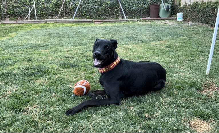 Kobe, a Dogo Argentino and Doberman Pinscher mix tested with EmbarkVet.com