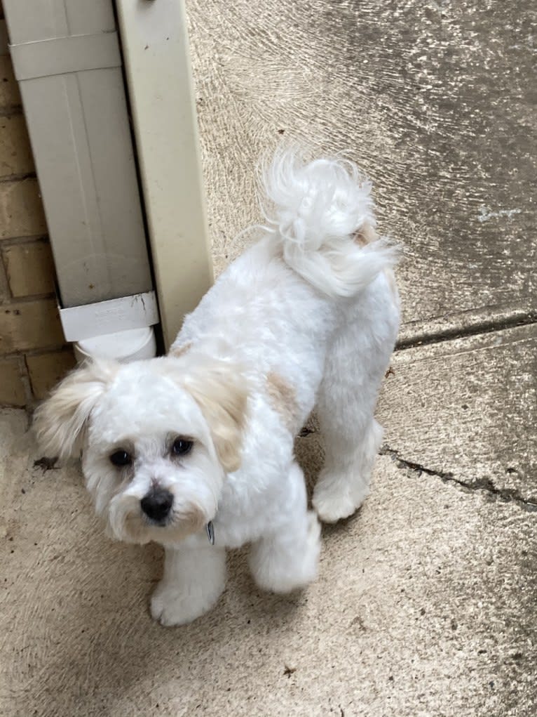 Murphy, a Maltese and Shih Tzu mix tested with EmbarkVet.com