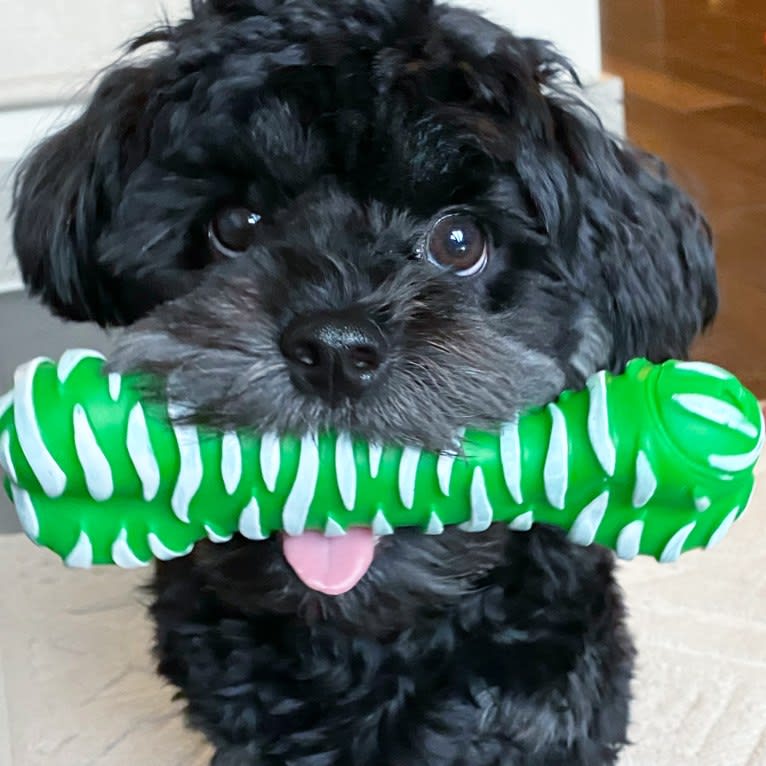 Samwise the Brave, a Poodle (Small) and Shih Tzu mix tested with EmbarkVet.com