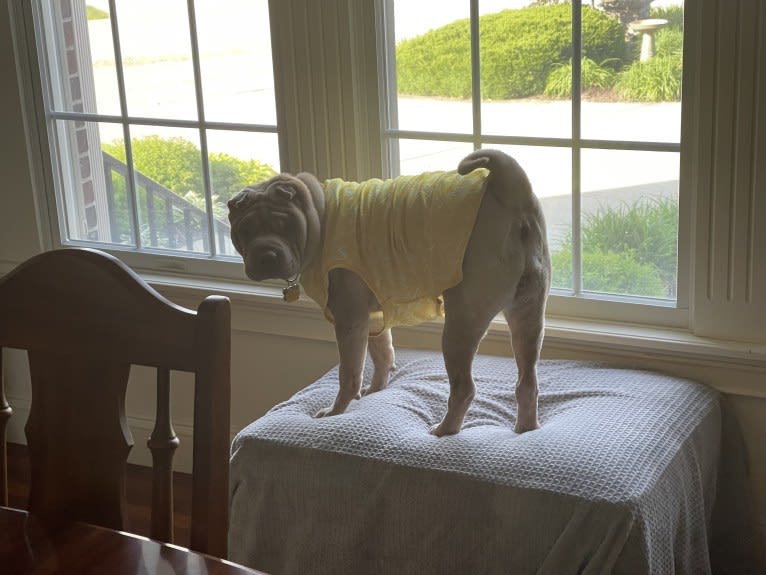 Buttercup, a Chinese Shar-Pei tested with EmbarkVet.com