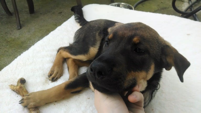 Wendy, a Rottweiler and Belgian Malinois mix tested with EmbarkVet.com