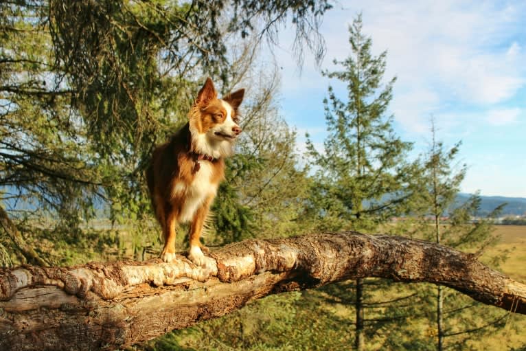 Koda, an Australian Shepherd tested with EmbarkVet.com