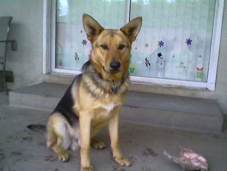 Lukas, a German Shepherd Dog and Australian Cattle Dog mix tested with EmbarkVet.com