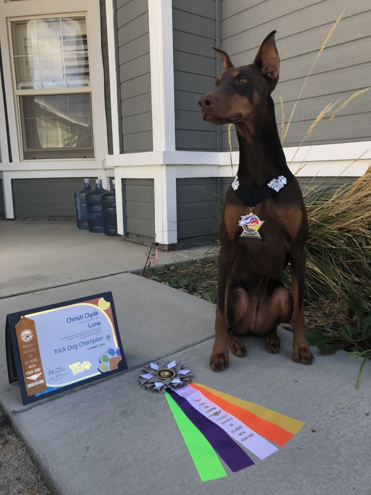 Luna, a Doberman Pinscher tested with EmbarkVet.com