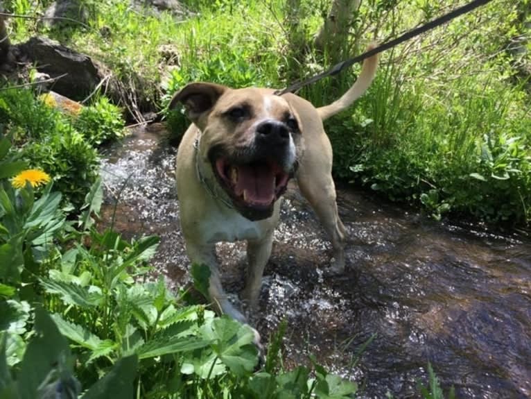 Pako, an American Pit Bull Terrier and American Staffordshire Terrier mix tested with EmbarkVet.com