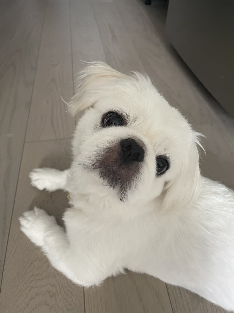 Almond, a Pekingese tested with EmbarkVet.com