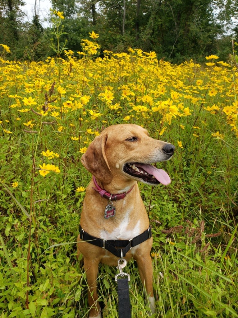 Maggie, a Beagle and American Foxhound mix tested with EmbarkVet.com