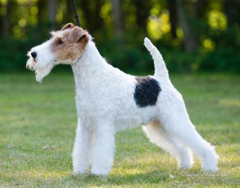 William, a Wire Fox Terrier tested with EmbarkVet.com