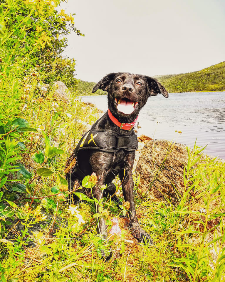 Cinder, a Newfoundland and Labrador Retriever mix tested with EmbarkVet.com