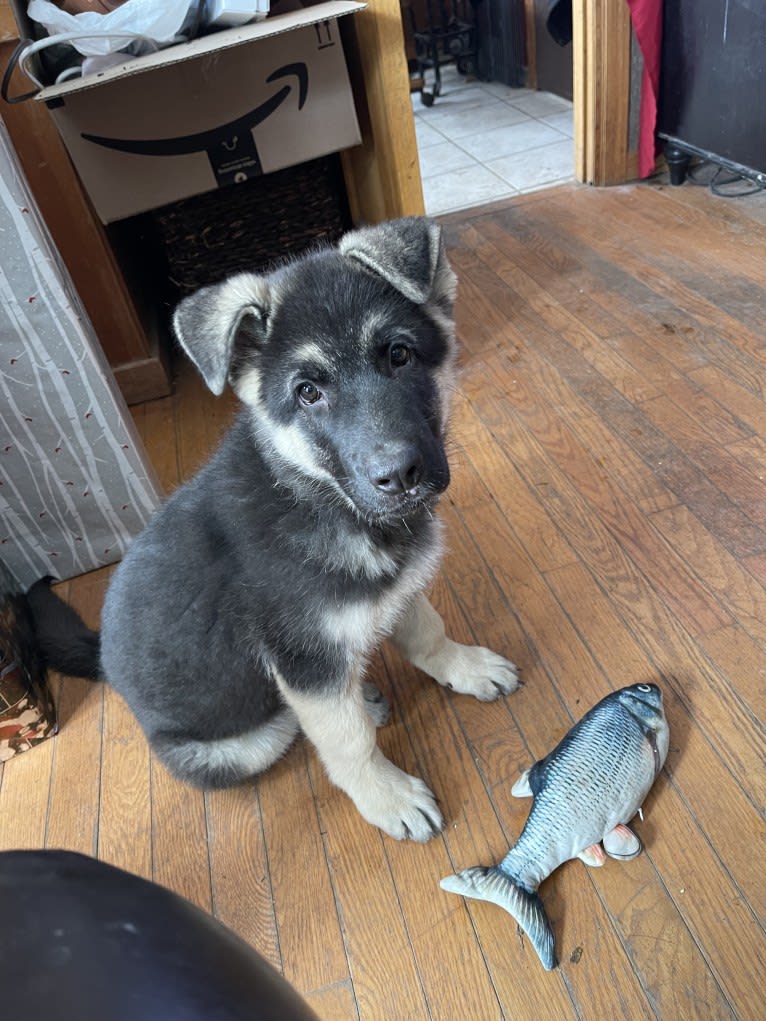 Arwen, a German Shepherd Dog tested with EmbarkVet.com