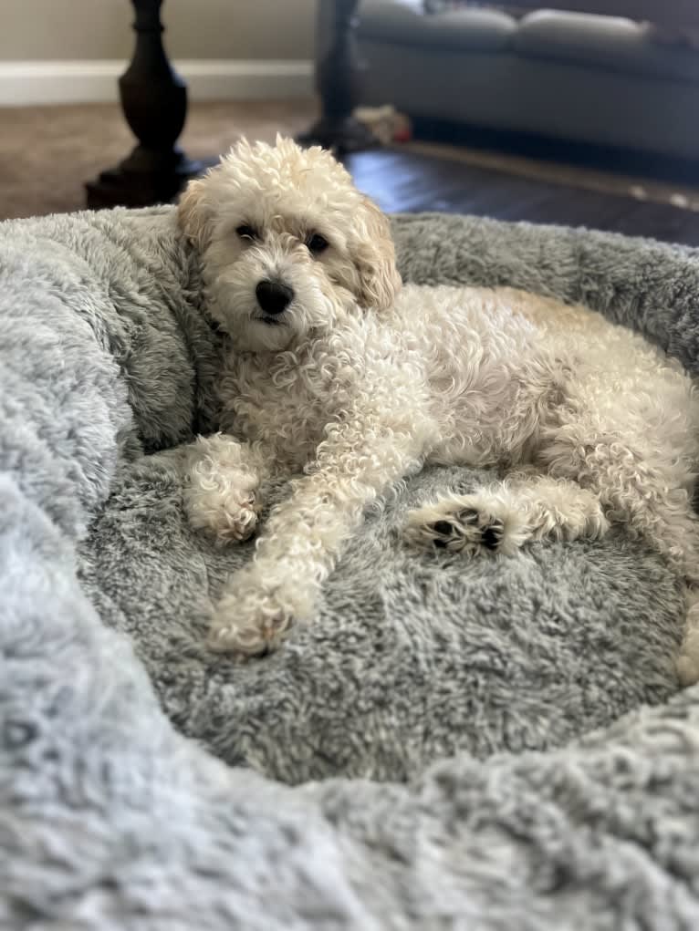 Theo, a Poodle (Small) and Pekingese mix tested with EmbarkVet.com