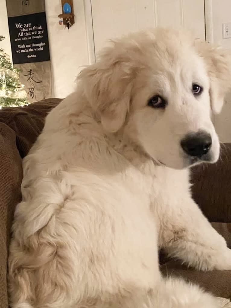 Jasper, a Great Pyrenees tested with EmbarkVet.com