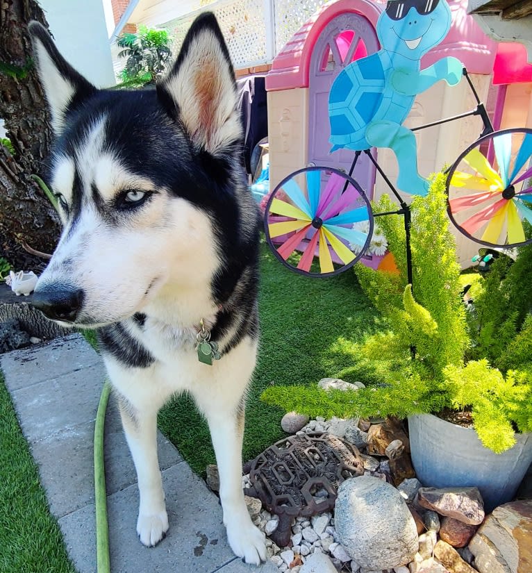 Teyla, a Siberian Husky tested with EmbarkVet.com