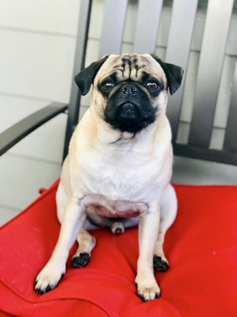 Barkley, a Pug tested with EmbarkVet.com