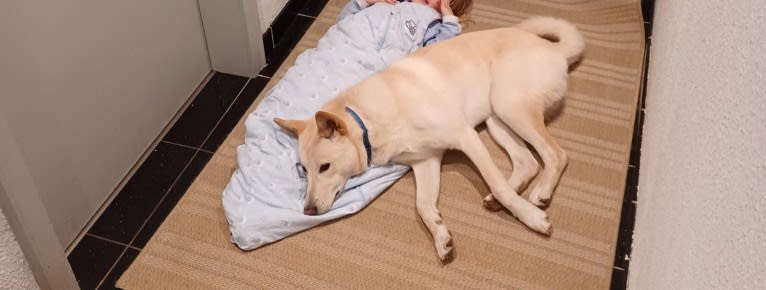 Sai, a Canaan Dog tested with EmbarkVet.com