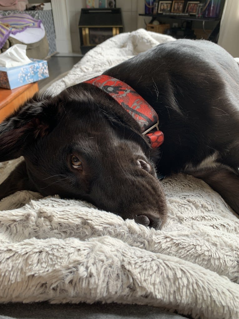 Guinness, a Labrador Retriever and Australian Cattle Dog mix tested with EmbarkVet.com