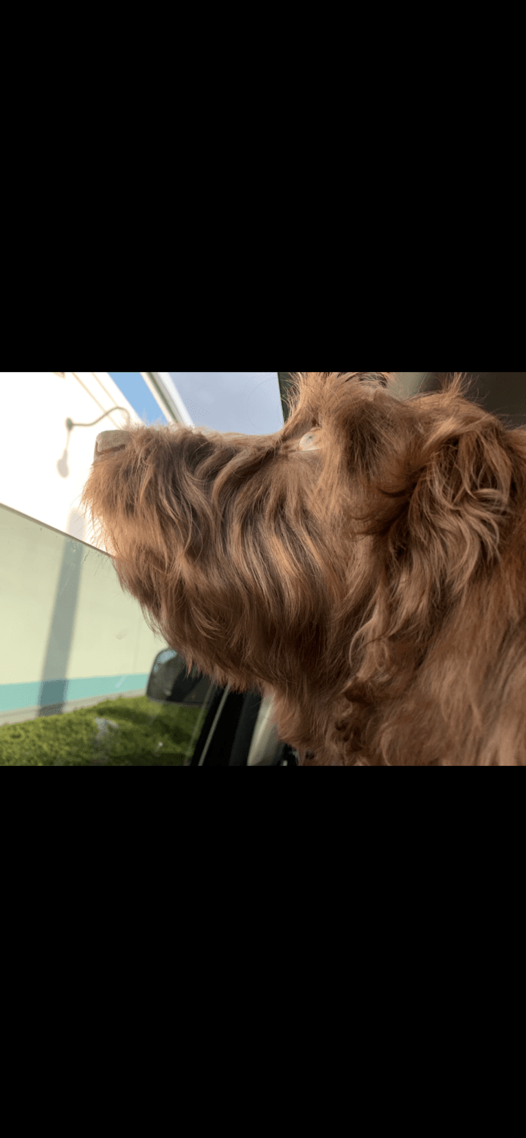 Finn, a Poodle (Standard) and Australian Shepherd mix tested with EmbarkVet.com