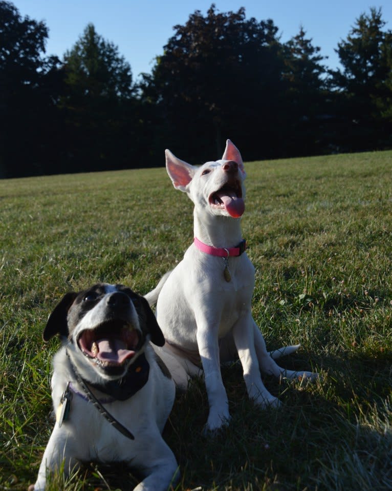 Shakira, an American Village Dog tested with EmbarkVet.com