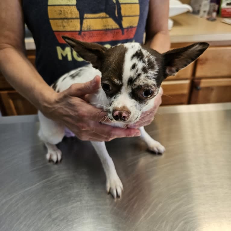 Valenteena, a Chihuahua tested with EmbarkVet.com