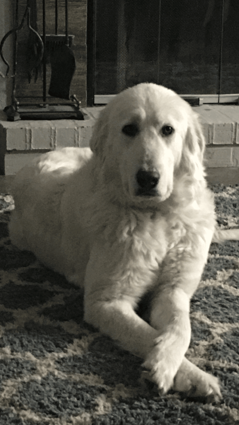 Athena, a Maremma Sheepdog tested with EmbarkVet.com