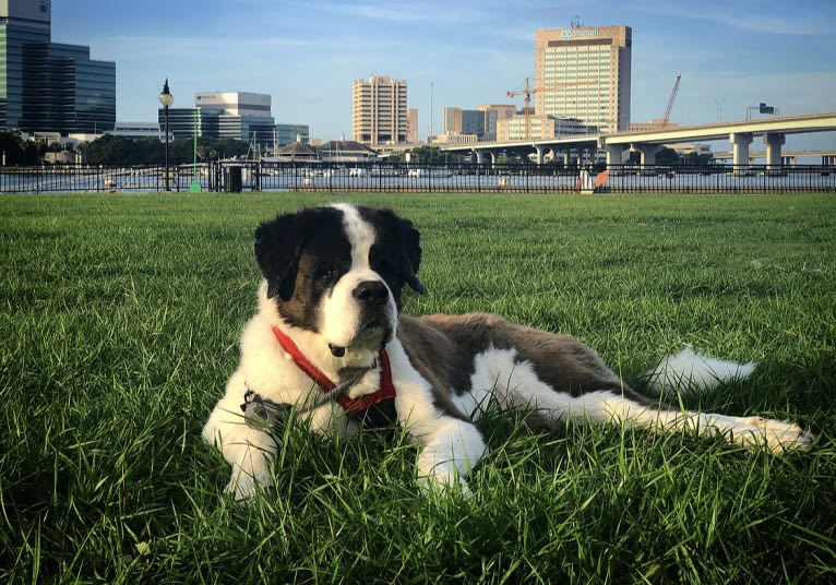 Sully, a Saint Bernard tested with EmbarkVet.com