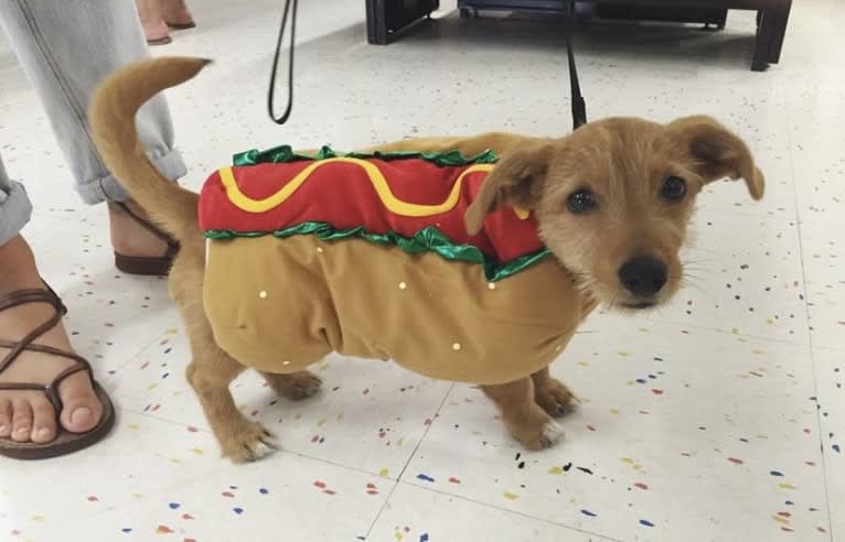 Olive, a Dachshund and Australian Shepherd mix tested with EmbarkVet.com