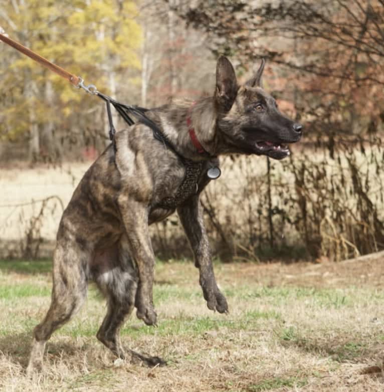 Jinx Van Patriot, a Dutch Shepherd and German Shepherd Dog mix tested with EmbarkVet.com