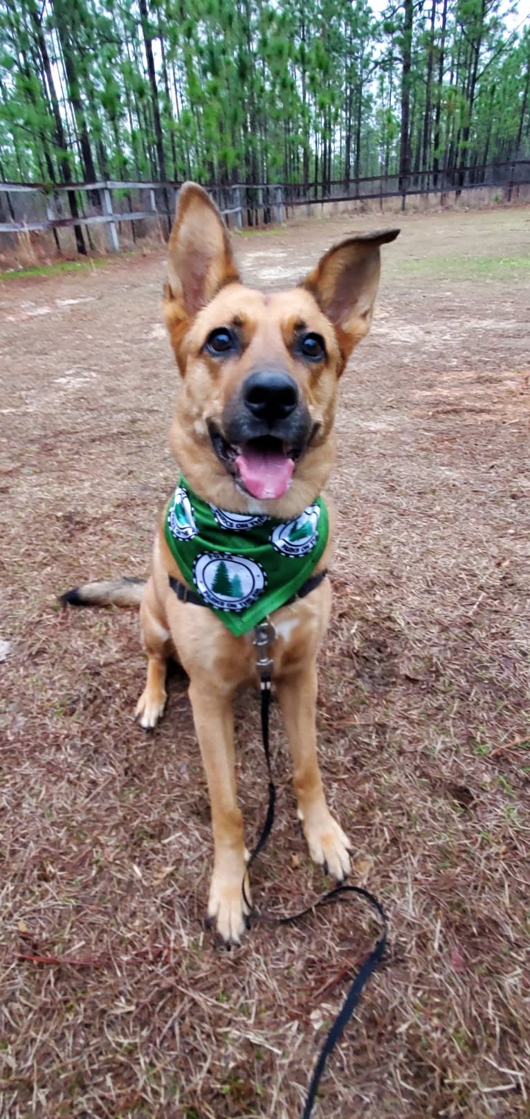 Max, a German Shepherd Dog and Rat Terrier mix tested with EmbarkVet.com