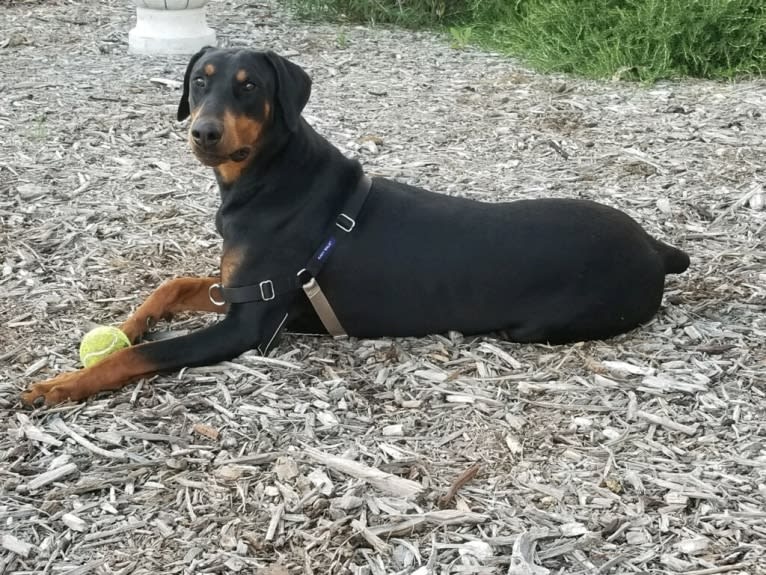 Dallas, a Doberman Pinscher tested with EmbarkVet.com