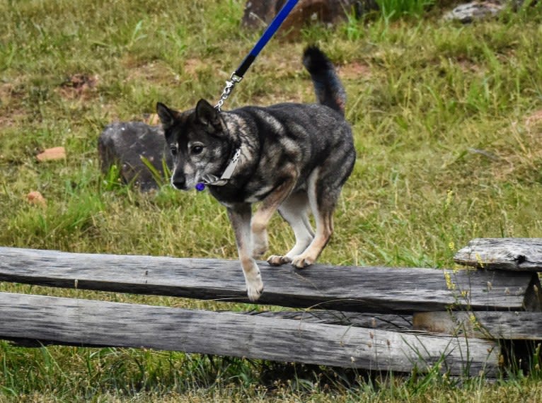 Gus, a Norwegian Elkhound and German Shepherd Dog mix tested with EmbarkVet.com