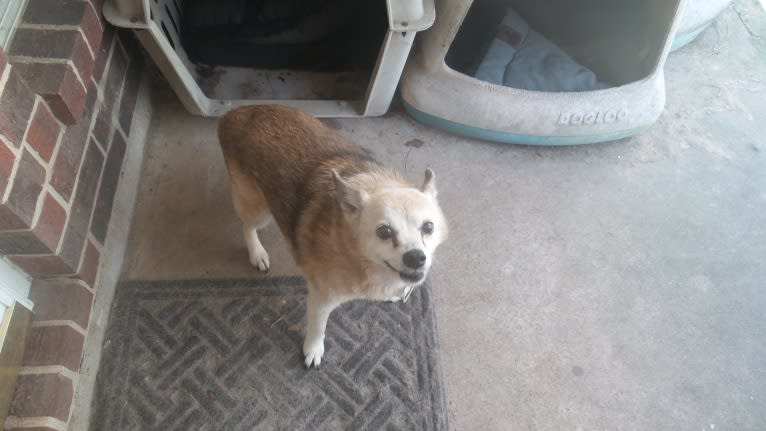 Lassie, a Pomeranian and Rat Terrier mix tested with EmbarkVet.com