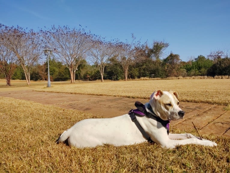 Photo of Mia, an American Pit Bull Terrier, American Staffordshire Terrier, and Boxer mix in Woodstock, Alabama, USA
