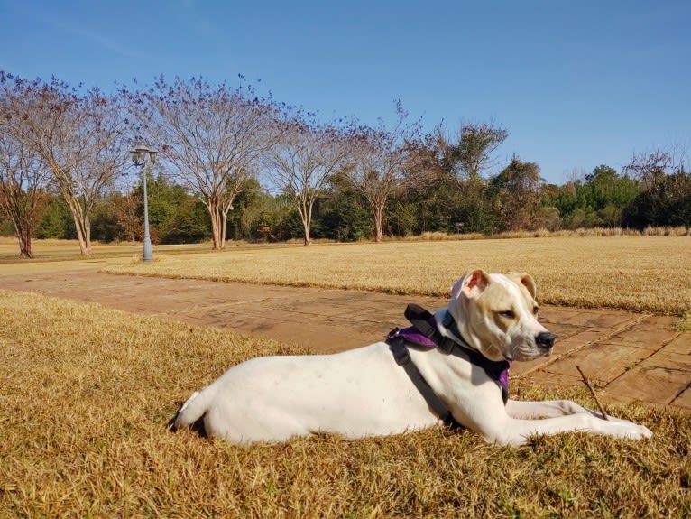 Mia, an American Pit Bull Terrier and American Staffordshire Terrier mix tested with EmbarkVet.com