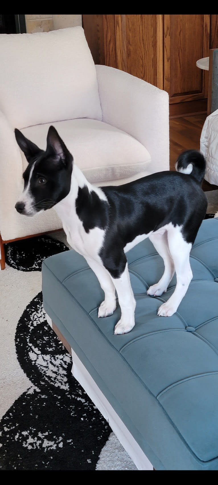 Renji, a Basenji tested with EmbarkVet.com