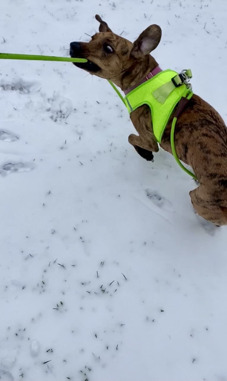 Lyza, a Catahoula Leopard Dog and American Pit Bull Terrier mix tested with EmbarkVet.com