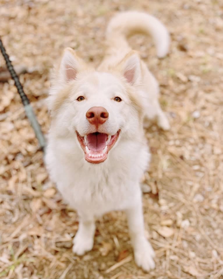 Photo of Odie, a Siberian Husky, Australian Cattle Dog, and Great Pyrenees mix in West Virginia, USA